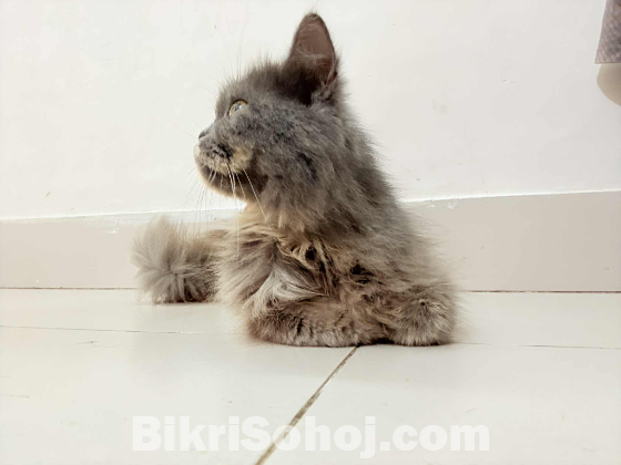 Persian female cat
